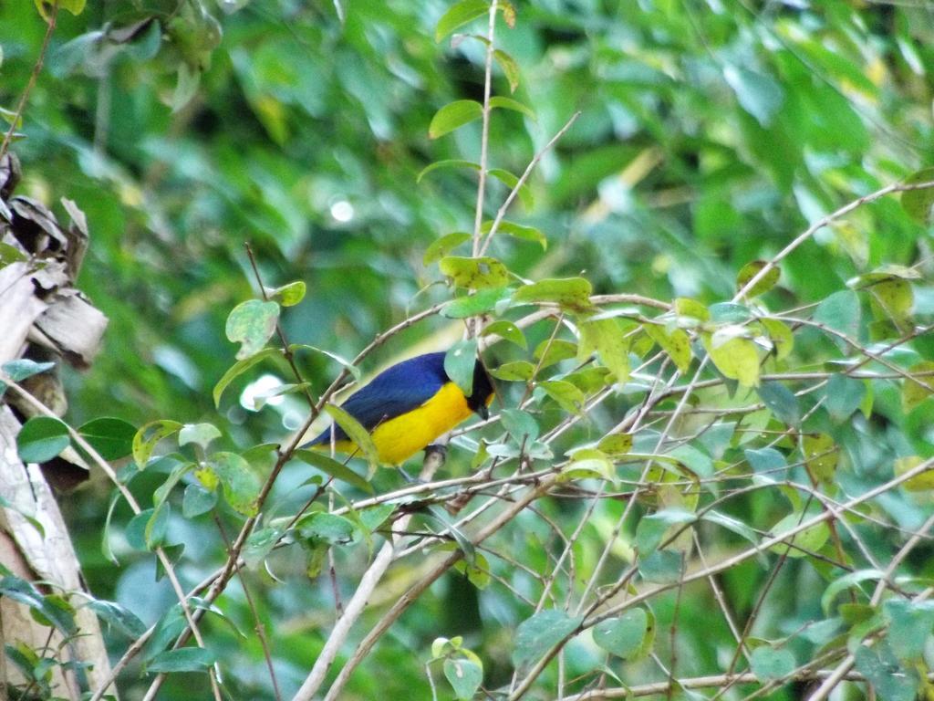 Pousada Miracolo Araquari Exteriér fotografie